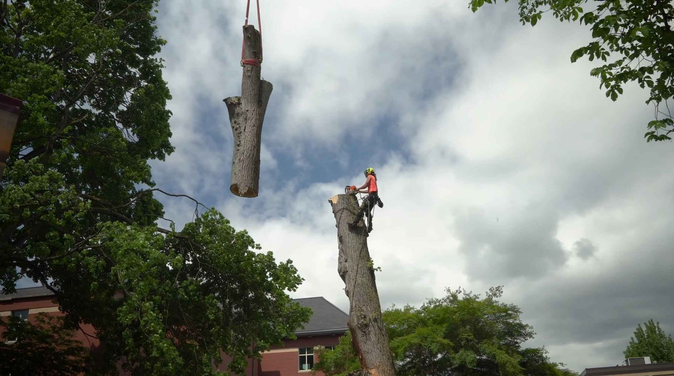 Professional crane-assisted tree removal for hazardous trees in South Whittier, CA