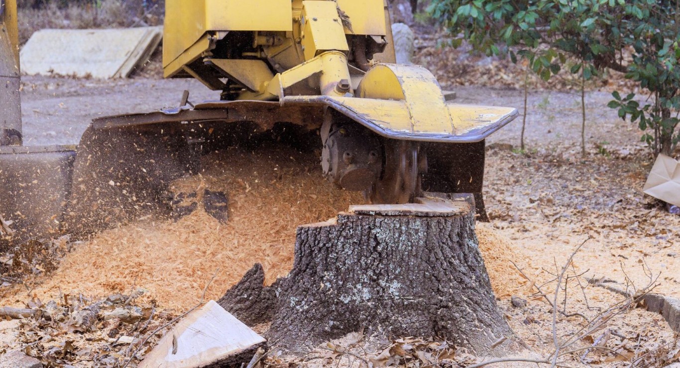 Stump grinding and removal service in South Whittier, CA